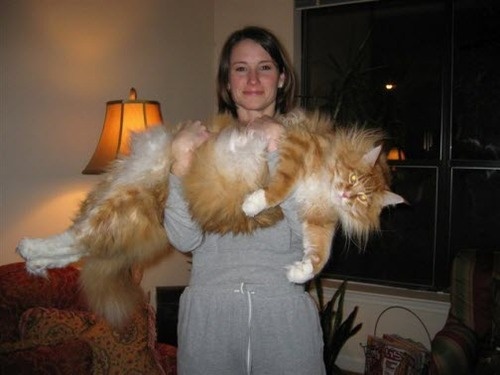 giant-cat.jpg